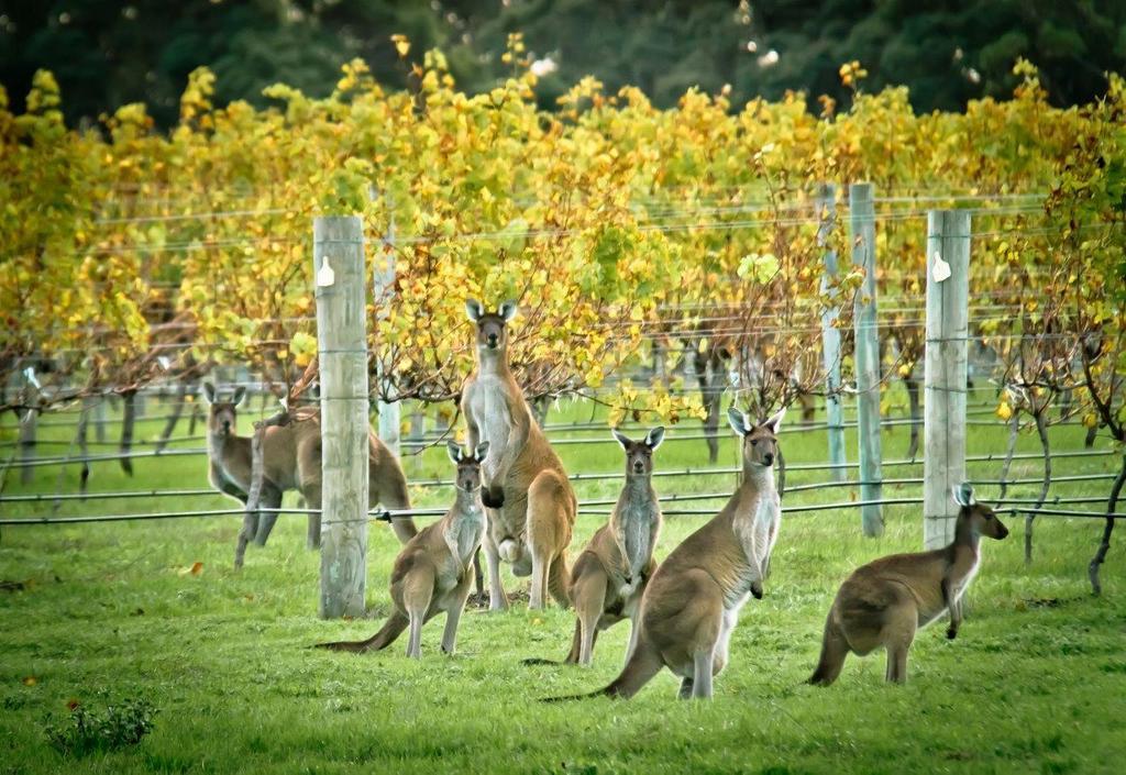 Chardonnay Studio Margaret River Exterior photo